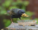 starlings-&#039;attack&#039;-mealworms-&#039;tap-dance&#039;-loud-sound-iif-440nw-5673538c