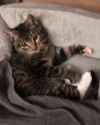 Cat sleep_thumb.jpg
