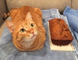 Uni_KittyLoaf_112916