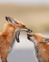 GtFrWpNXIAEMJQx