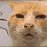 Cat huh