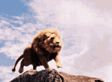 lion-roaring