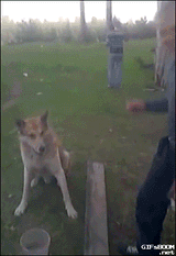 giphy (1)