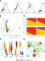 Genetic-ancestry-and-admixture-in-Latin-American-populations-The-ancestry-contributions