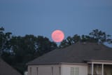strawberry-moon-sandra
