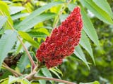 sumac-732x549-thumbnail-732x549