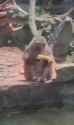 monkey drops banana_thumb.jpg