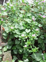 IMG_20250523_123709_717