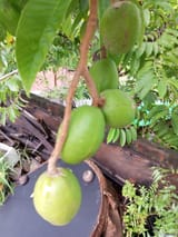 IMG_20250606_173335_457