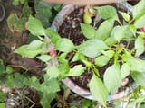 IMG_20250607_083554_823