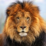 lion-1