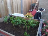 farmer-apu-tending-to-his-crops-v0-0a9r2a312t6b1