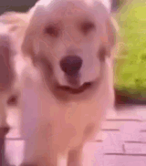 dog-denying