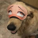 On-first-sight-it-might-trick-the-untrained-eye-but-this-is-a-dog-1742076037022