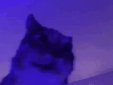 faustian cat
