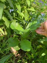 Alnus glutinosa