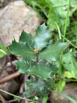 Quercus Ilex