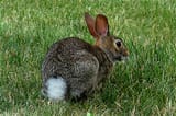 Eastern+Cottontail+Rabbit-3043516751