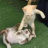 cat_small_punch