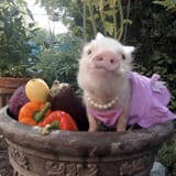 CN_mini_pigs_05_jef_141003_1x1_1600