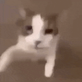 ck
