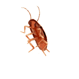cockroach-spin