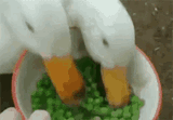 duck-fury-duck-rage