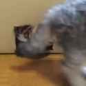 portal to the cat dimension_thumb.jpg