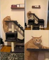 Cat fat climbing