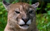 angwy