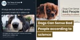 dogscandetectevil
