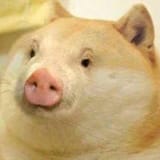 pige