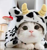 cow_kot