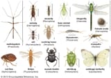 Insect-diversity