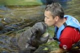 kissing-mammal-kiss-manatee-love-at-first-sight-lettuce-breath-no-tongues_t20_WQZRgK-85324037