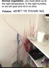 potatoes meme HAHA