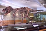 FMNH_SUE_Trex