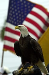 The-bald-eagle-is-officially-Americas-national-bird-Heres-why-it-took-so-long-g-s1-38801
