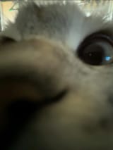 1737804052579730