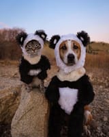 panda