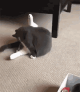 cat-flip