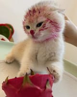Kot_dragon_fruit