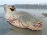Wels Catfish huge