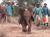 Baby elephant running towards camera