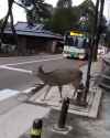 patient-deer_thumb.jpg