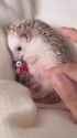 cute hedgehog_thumb.jpg