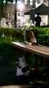 cat wtf_thumb.jpg