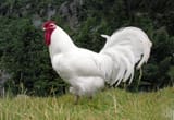 Schweizerhuhn_Hahn