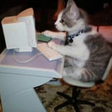 kattpese