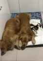 cat sleeping with dogs_thumb.jpg